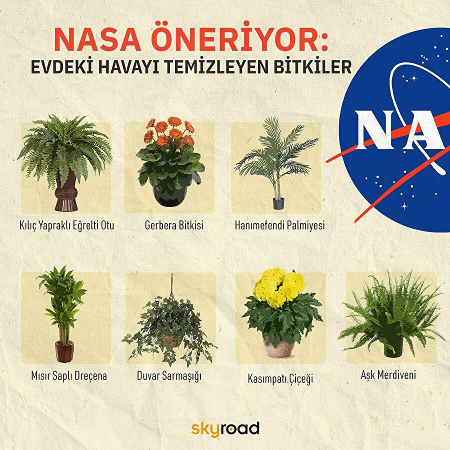 Kimlerin evinde bu bitkilerden biri var? 🙌🏻🌿