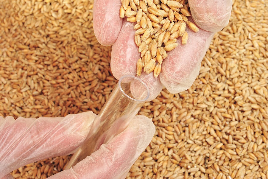 Buğday Derneği’ne göre halkımız GDO’lu tohum ile hibrit tohumu birbirine karıştırıyor.