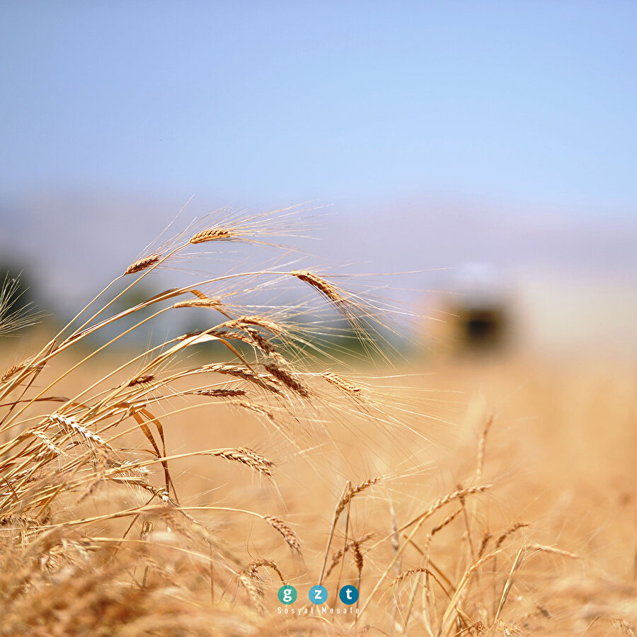 Mezopotamya'nın en eski buğday tohumundan 560 ton rekolte bekleniyor