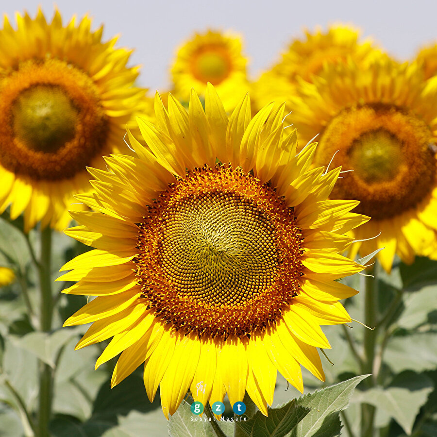 Şanlıurfa'da ayçiçeğinden yüksek rekolte beklentisi