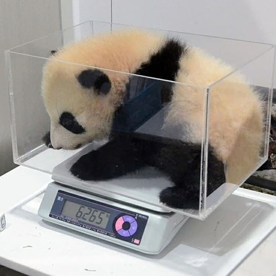 Tartıya çıkmışımdır 🤕