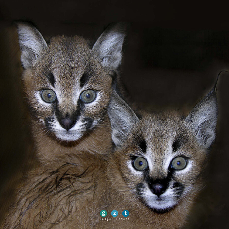 Haberim yokmuş gibi çek 😉