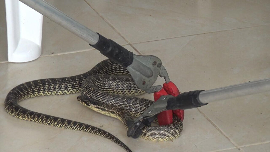 gzt