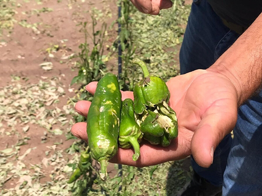 Eskişehir'i dolu vurdu : Tarlaların yüzde 100'ü zarar gördü