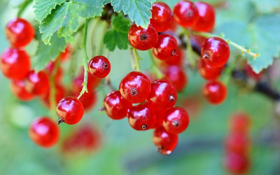 Tanıştıralım: Gilaburu ve hakkında her şey