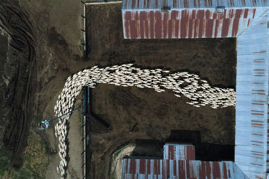 Türkiye'nin hayvancılık üssü: TİGEM