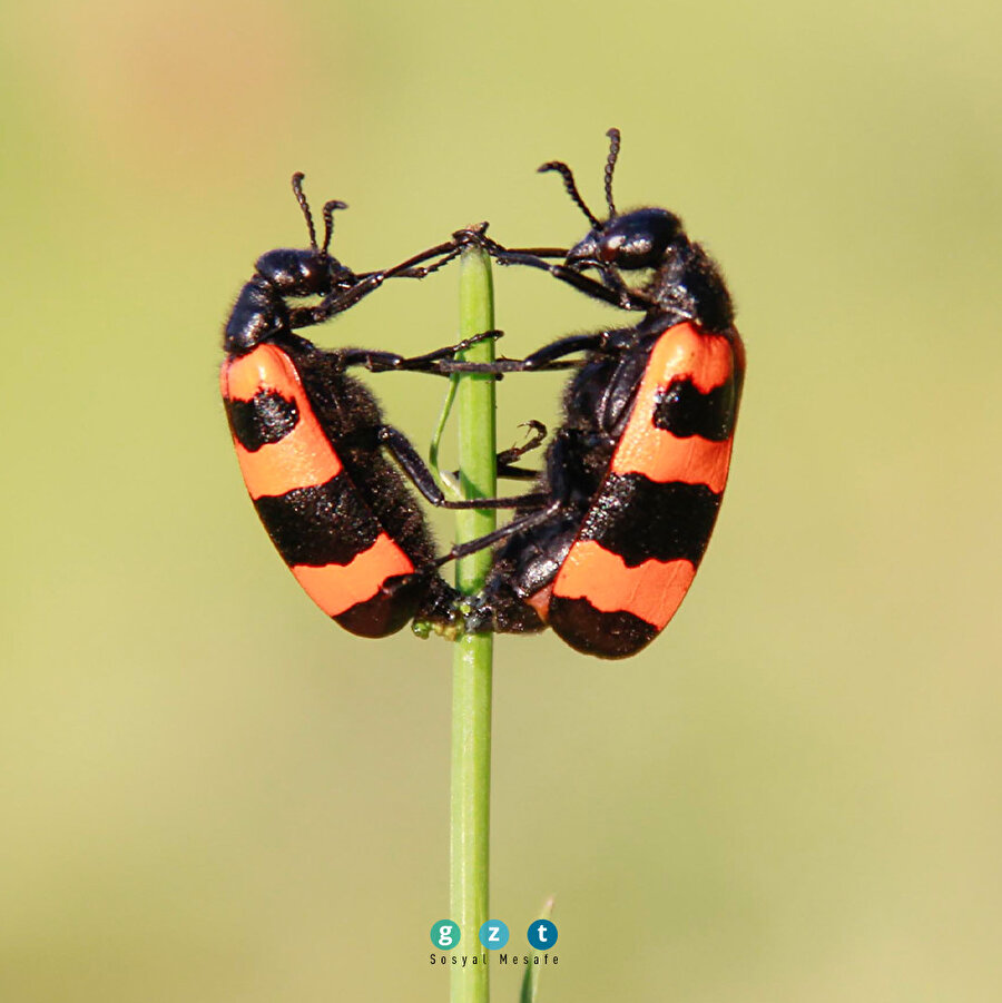 🌺Munzur Vadisi doğal güzelliğiyle göz kamaştırıyor