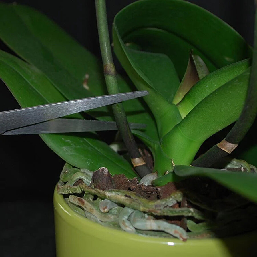 пересаженная орхидея фото