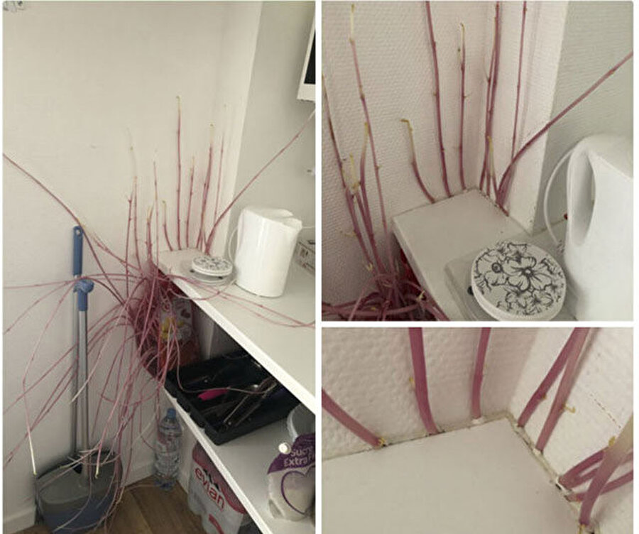 Koronavirüs sebebiyle üç ay evini kapatmıştı: Döndüğünde patateslerin değişimine inanamadı🥔