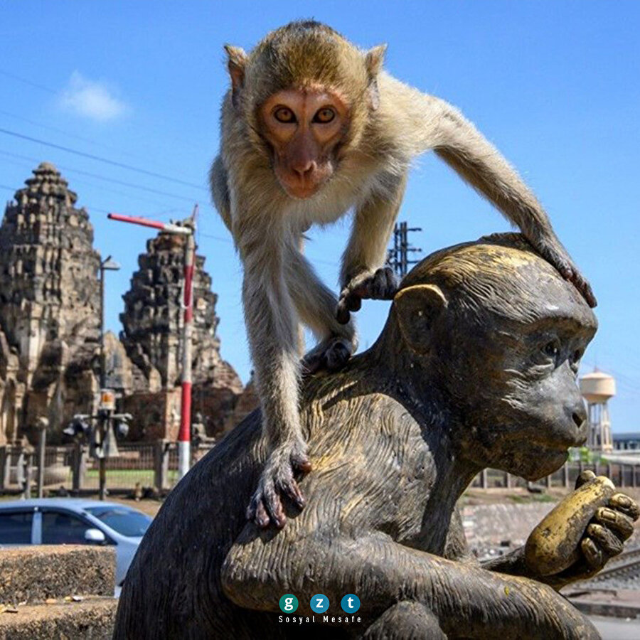 🐒 COVID19'un boşalttığı sokakları maymunlar istila etti