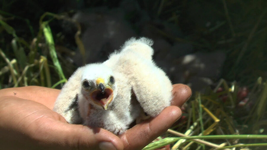 🐣Tarlasında bulduğu yuvayı koruma altına aldı