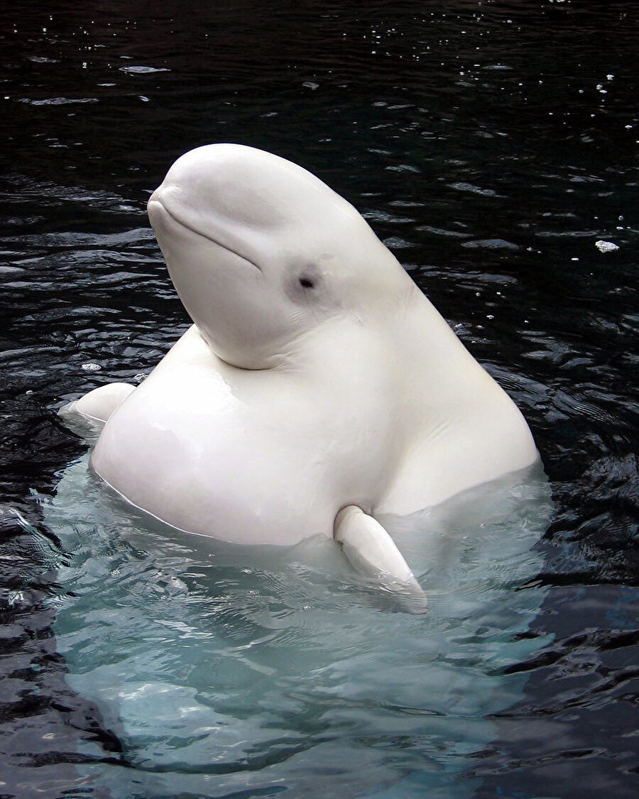 Dünyanın en arkadaş canlısı hayvanlarından, Beluga balinası 🐳
