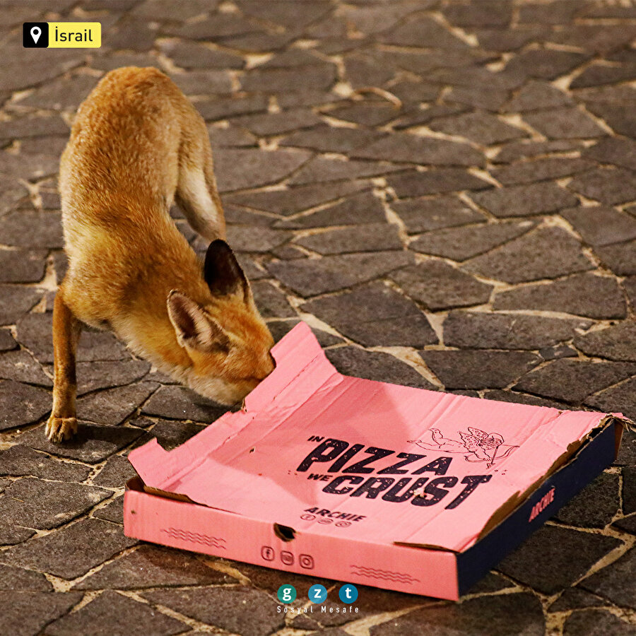 🐰🦊🐼Karantina sürecinde şehirleri ele geçiren hayvanlar