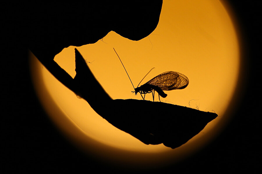 🦟🐜Ceviz ağaçlarına zarar veren böcekler