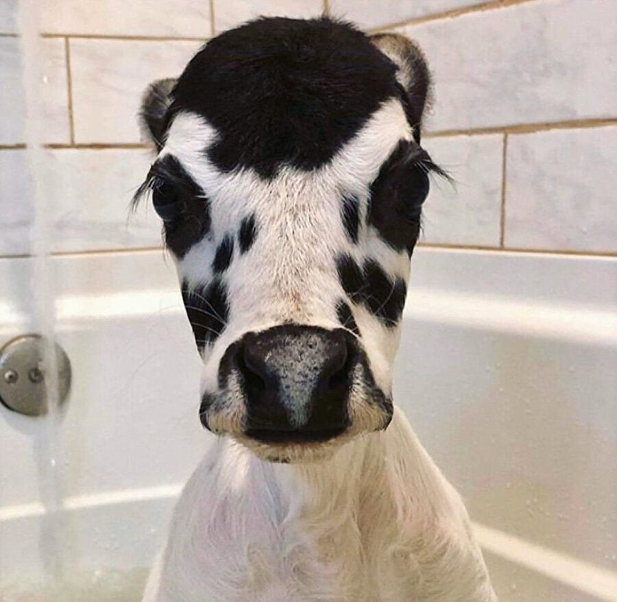 Sıhhatler olsun tosunuma 😘