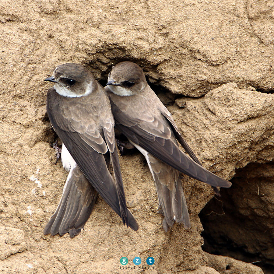 🐦Tepeye yuva yapan kırlangıçlar