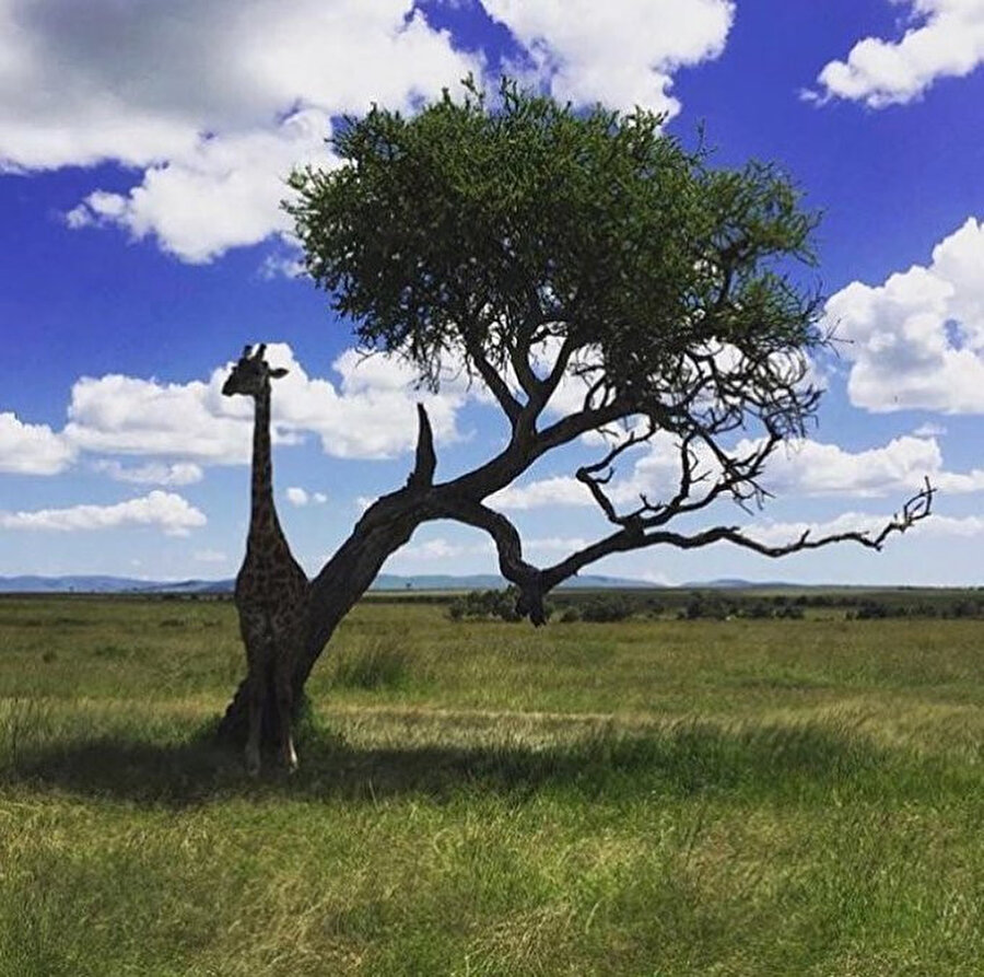 Ağacın zürafası var