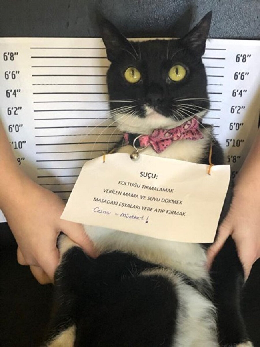 Cezalısın artık, sabıkalısın 🎶