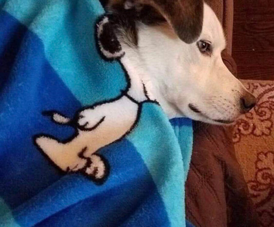 Snoopy Dogg 