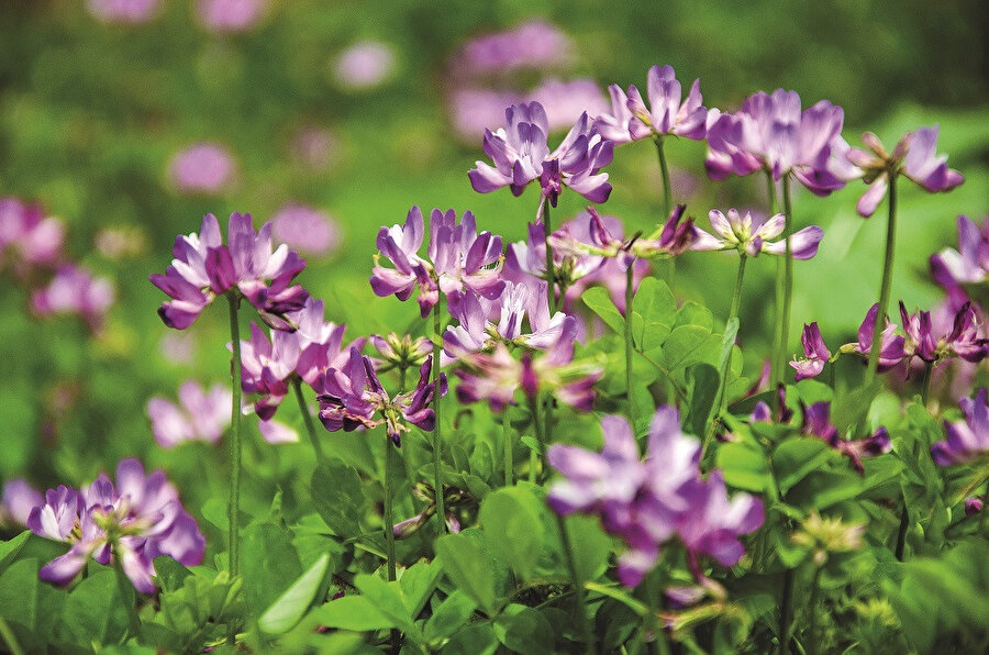 Dağların garibi: Geven