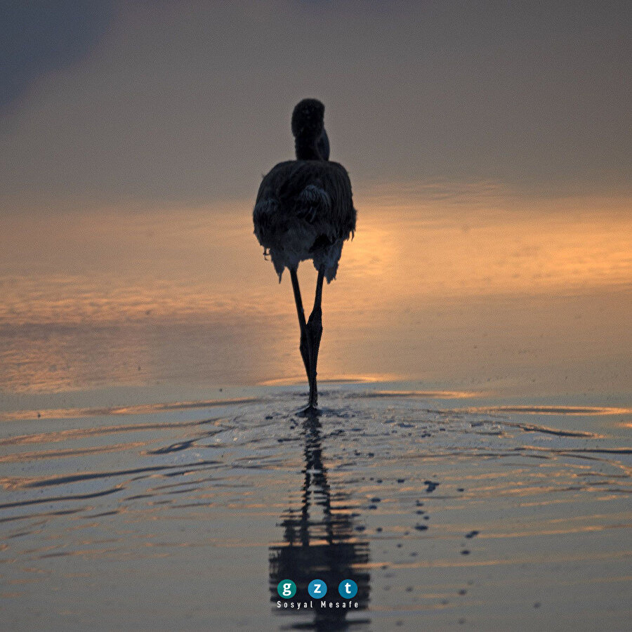 Flamingoların cenneti: Tuz Gölü 🦩