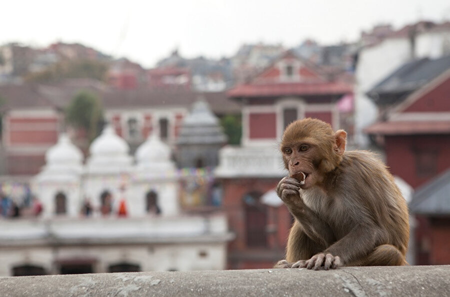 Nepal, Güney Asya'da Çin ile Hindistan arasında yer alan bağımsız bir ülkedir. 