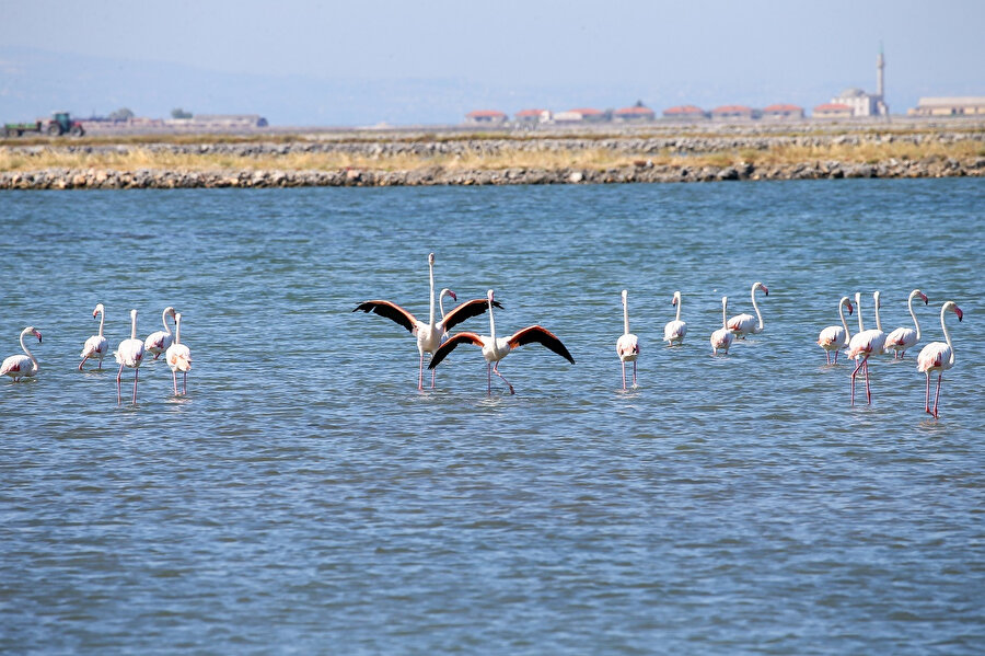Kuş Cenneti'nde yavru flamingolar uçmaya hazırlanıyor 🦩