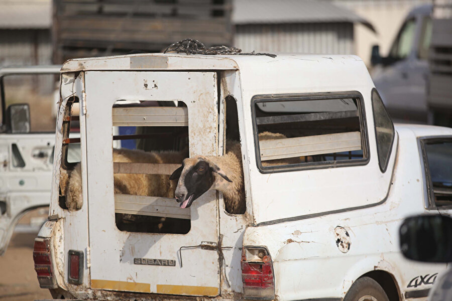 Filistin'de normal şartlarda her yıl yaklaşık 80 bin kurbanlık hayvan satılırken, bu yıl bu rakamlarda yüzde 50 düşüş kaydedildi.