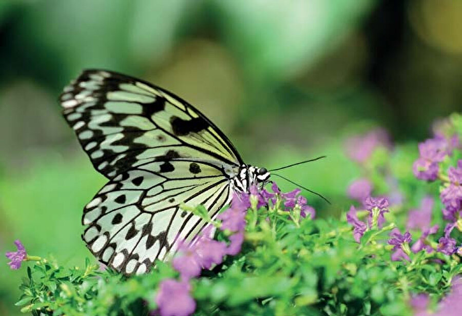 Kelebek Bahçesi’nin 1.600 metrekarelik kelebek uçuş alanı Avrupa'nın en büyük kelebek uçuş alanı olup, dünyanın ise sayılı alanlarından bir tanesidir.