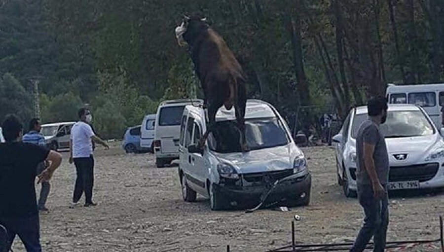 Kaçan boğanın park halindeki aracın üzerine çıktığı anlar