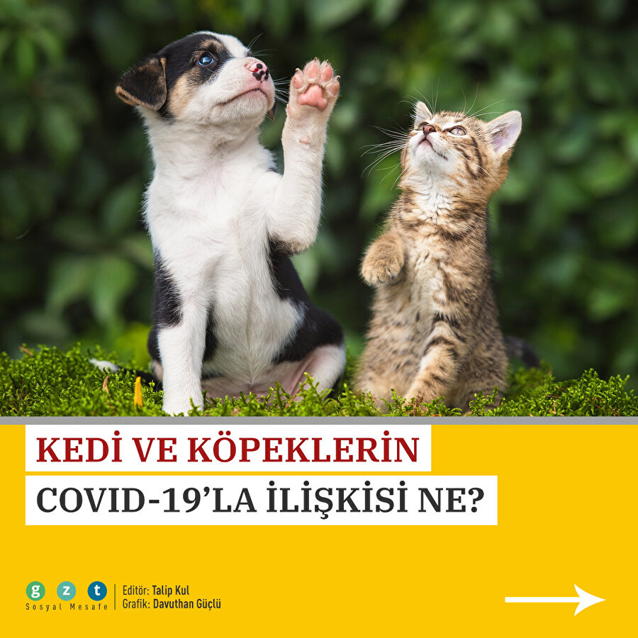 Kedi ve köpeklerin COVID-19'la bağlantısı ne?