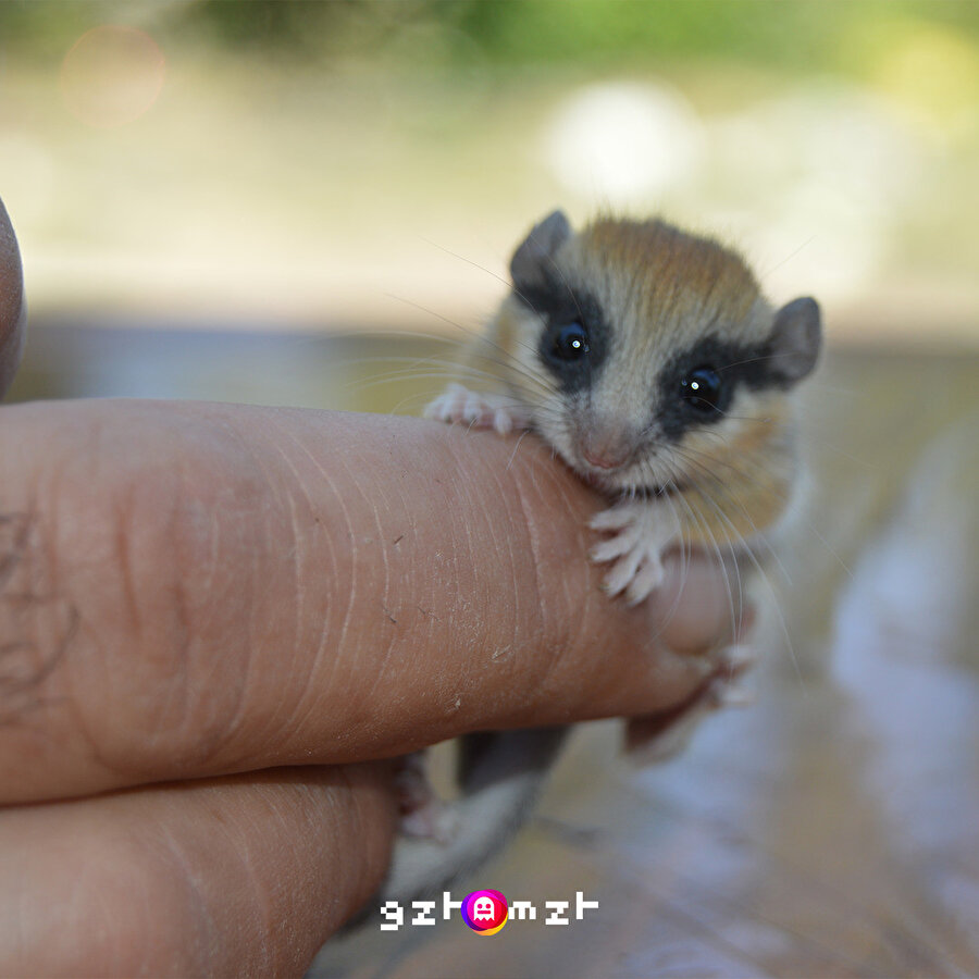 Nesli tehlike altında olan ağaç yediuyuru Afyonkarahisar'da görüldü 😍