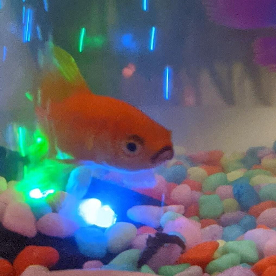 ​Kayıp Balık İbo