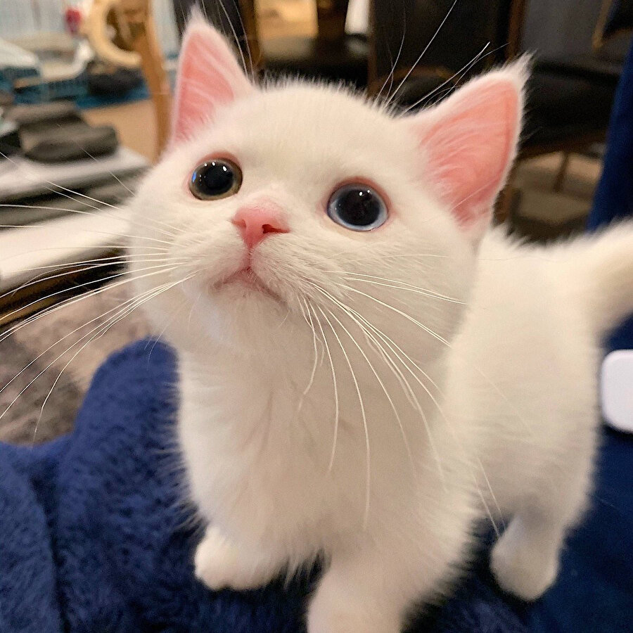 Sana istediğim her şeyi yaptırırım bakışı​