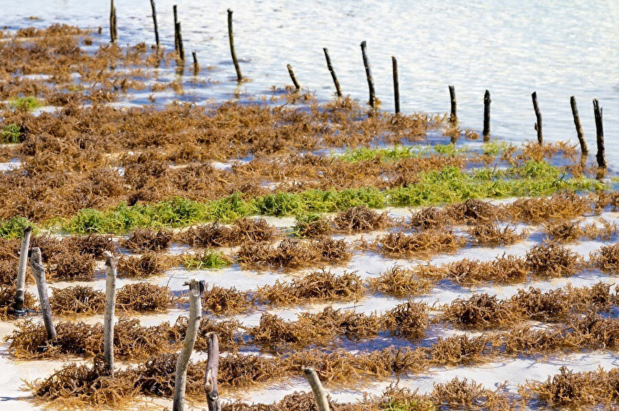 Zanzibar'da, doğu kıyısı boyunca çoğu köy deniz yosunu yetiştiriciliğine de güveniyor.
