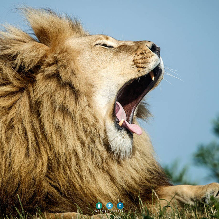 Hayvanlar aleminden günün fotoğrafları