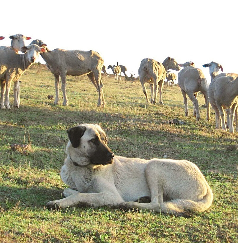 Başkasının köpeğine taş atmak, sopayla vurmak ayıp sayılırdı. Evin bir ferdini dövmüş gibi olurdunuz. Bunun nasıl bir yankı uyandıracağını asla bilemezdiniz.