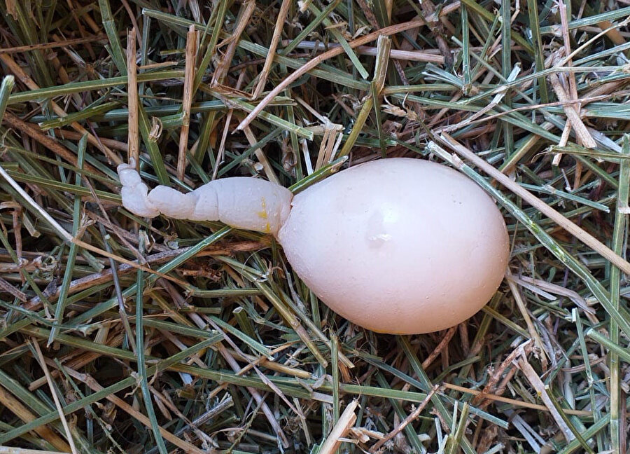Kuyruklu yumurta