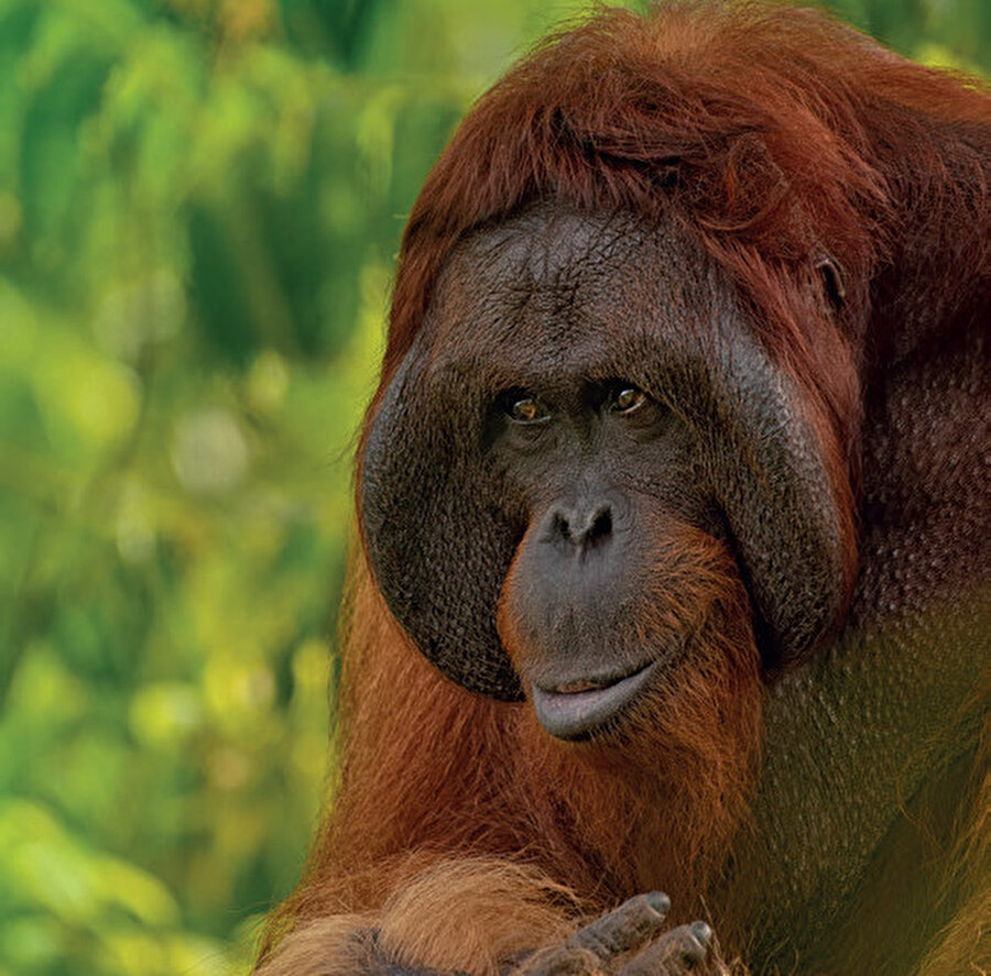 Borneo yüzölçümü açısından dünyanın en büyük üçüncü adasıdır. Güneydoğu Asya'da bulunur.