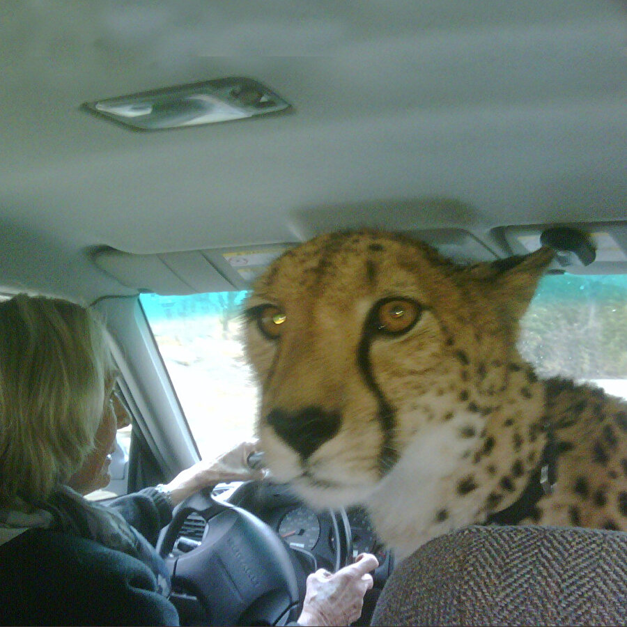 Bacım biraz hızlı aslan hala dibimizde​