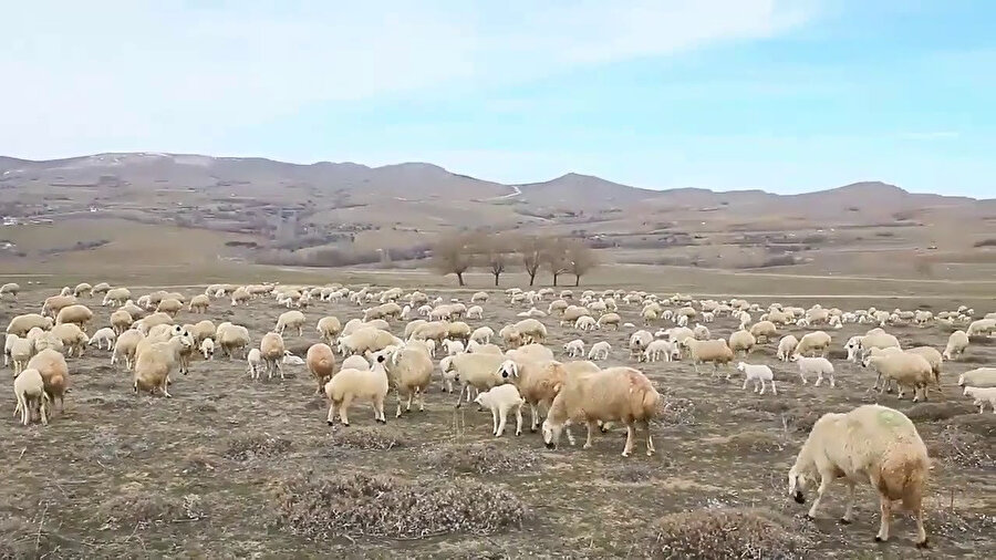 Efendimize doğayı bütün ihtişamıyla temaşa etme fırsatı ve tefekkür kabiliyetini çobanlık kazandırmıştır.