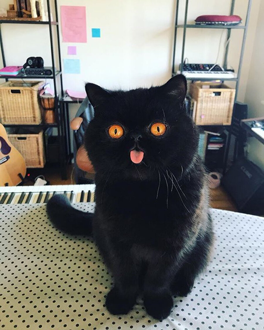 Seni evlatlık alabilir miyiz?