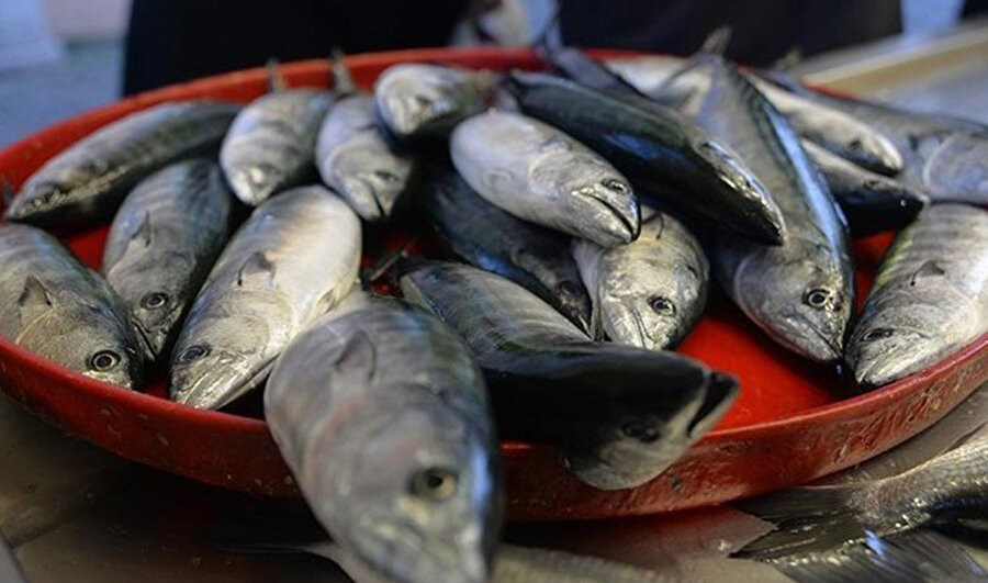 Balık sezonu açıldı!