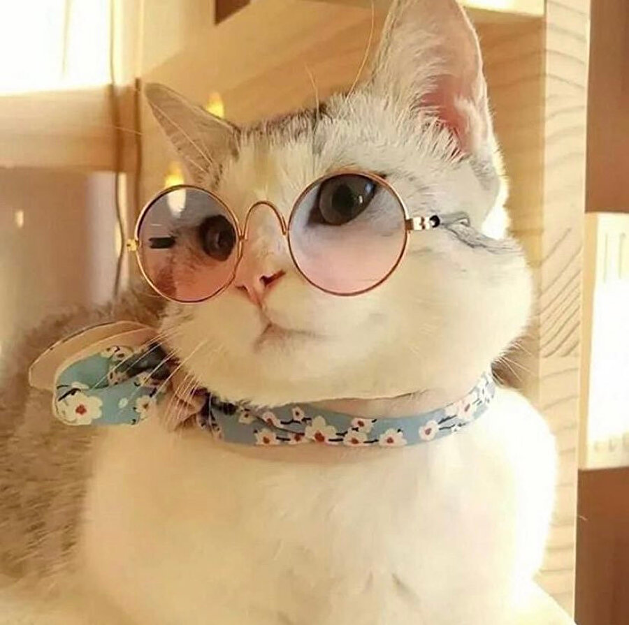 &quot;Transkript almak için önce başvuru yapmanız gerekli. Ayrıca bayan değil kadın!&quot;