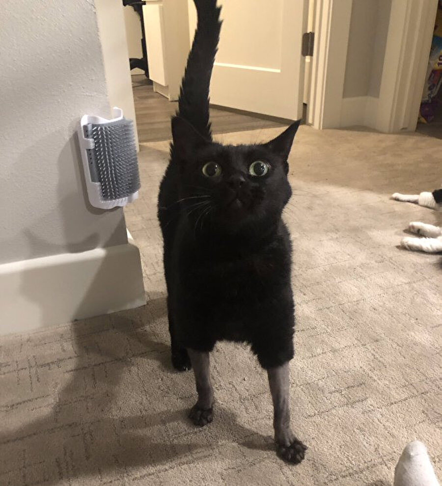 Yeni abdest almış amca paçası