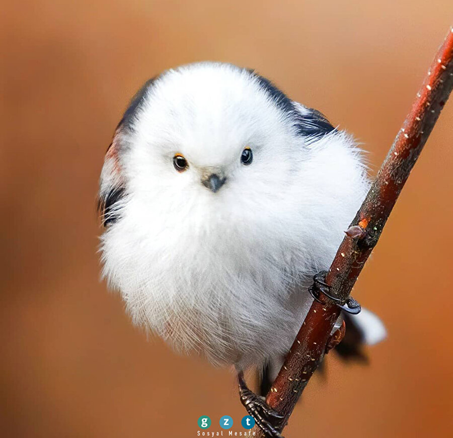 Finlandiya'dan kuşlar