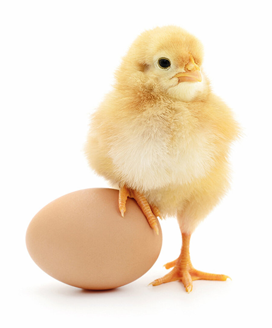 Alman hükümeti, yumurta tavukçuluğu yapanların horoz adayı erkek civcivleri toplu olarak itlaf etmesini yasaklamaya hazırlanıyor.