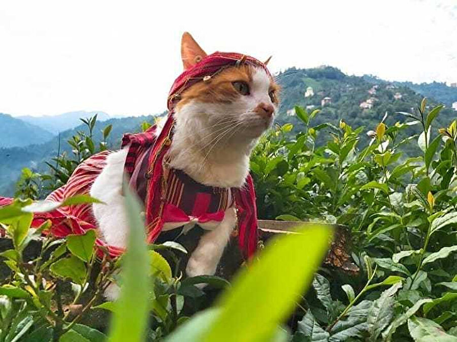 ​Çayelinden öteye gidelum yali yali 🎶​