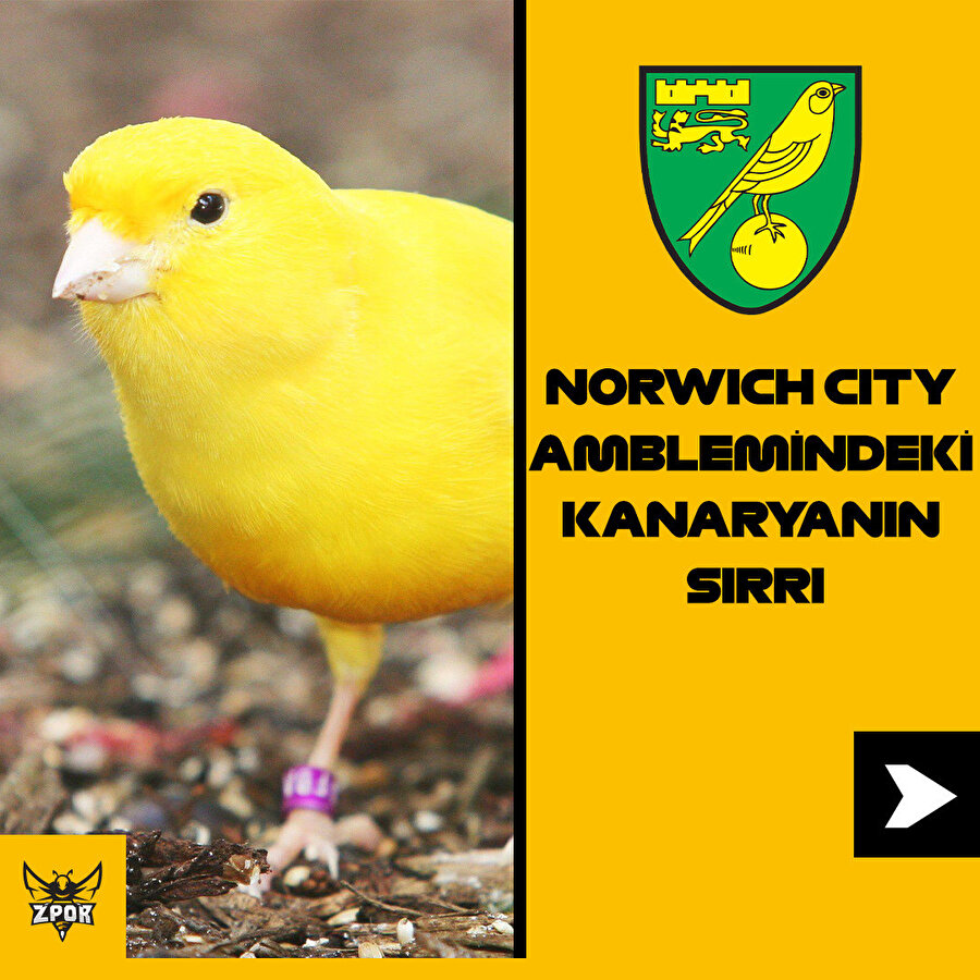 Norwich City amblemindeki kanaryanın sırrı