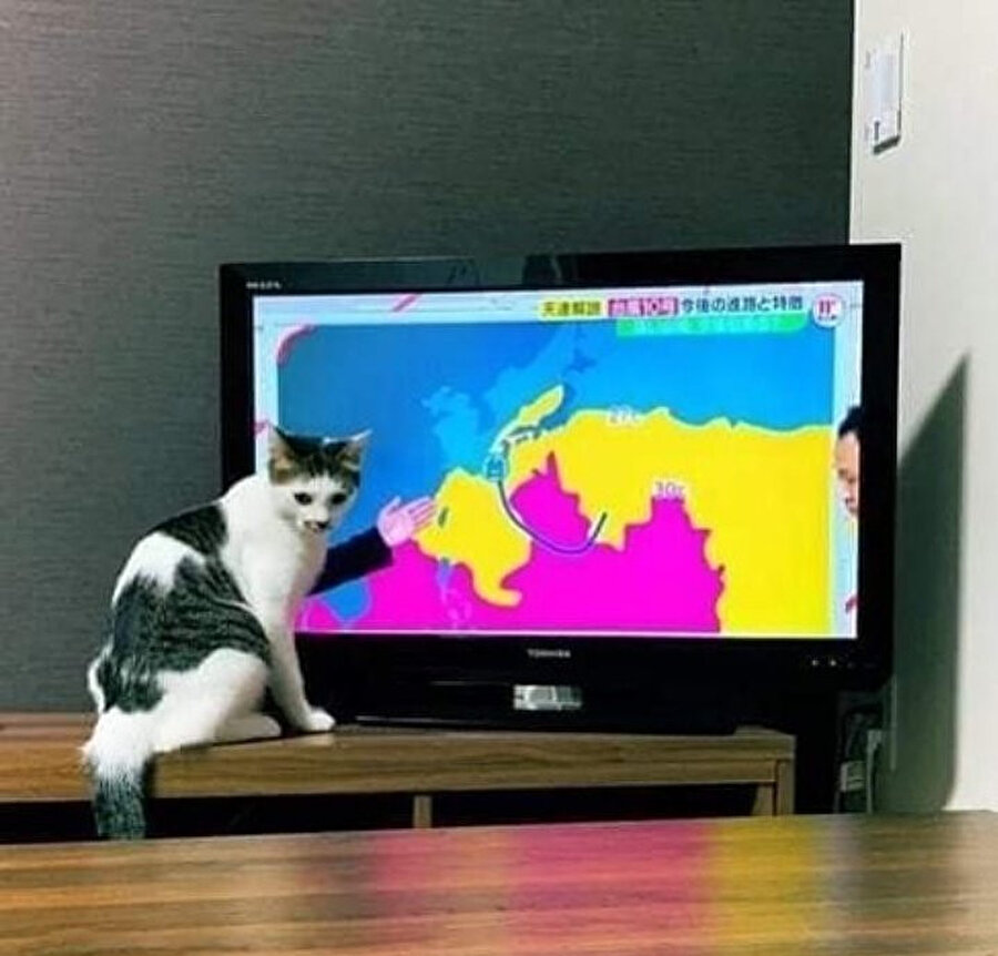 Bakınız bu bölgede mamaya ihtiyaç var!